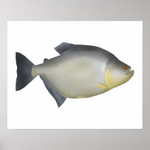 Poster Piranha Manchada