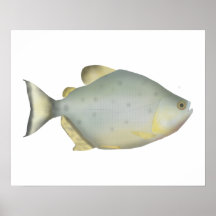 Piranha Rubi Vermelho