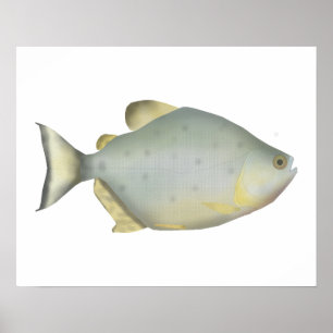 Poster Piranha Rubi Vermelho