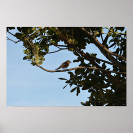 Póster Pirilampo-comum