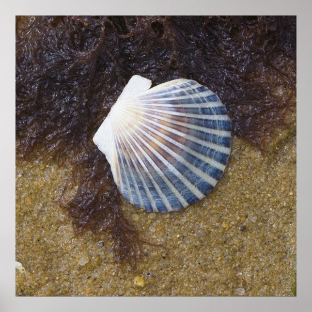 Póster Piscina (Frente)