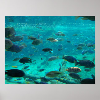 Póster Piscina azul de cichlides nadando em torno de desi