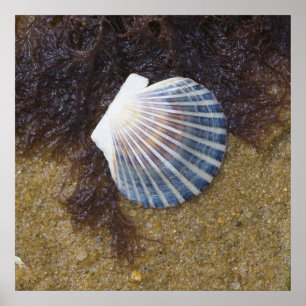 Póster Piscina maré