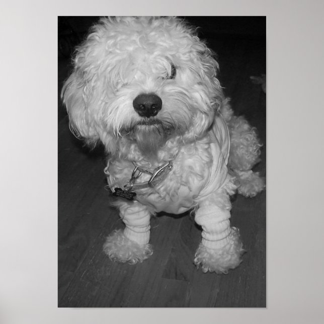 Poster Pista (Frente)