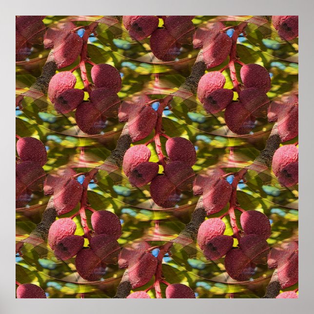 Poster Pistácios. (Frente)