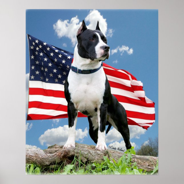 Poster Pit bull (American Staffordshire Terrier) (Frente)