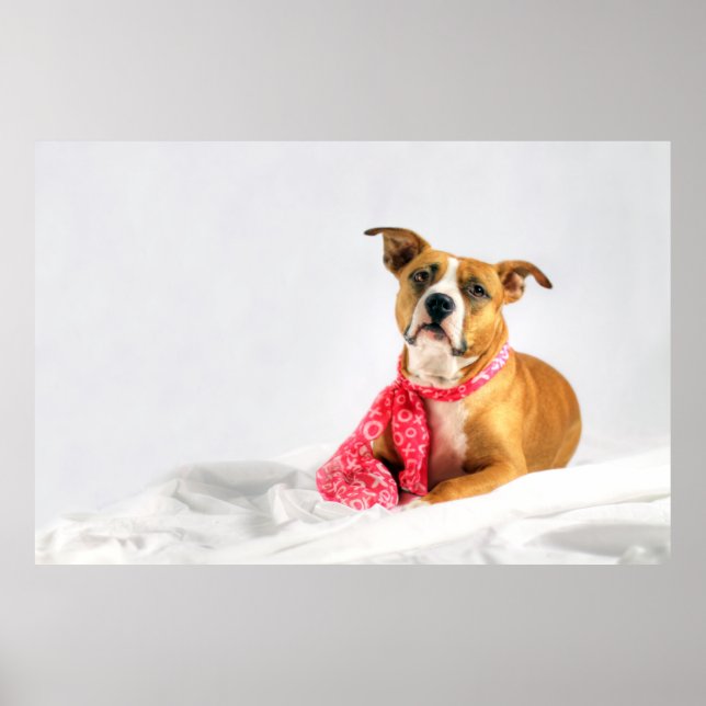 Poster Pit Bull Puppy Love in Pink XOXO (Frente)