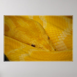 Poster Pitão Burmese