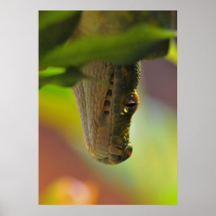 Poster Pitão verde da árvore