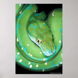 Póster Pitão verde da árvore
