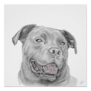 Póster Pitbull Art Drawing American Staffordshire Terrier