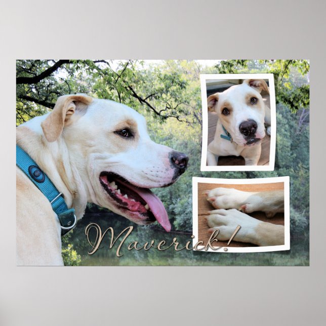 Poster Pitbull - Composto Maverick (Frente)