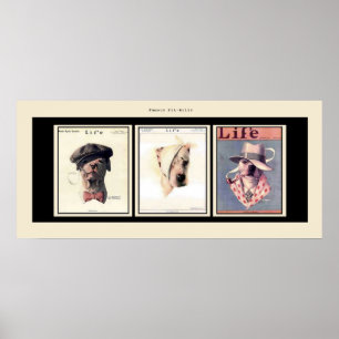 Póster Pitbull famosos