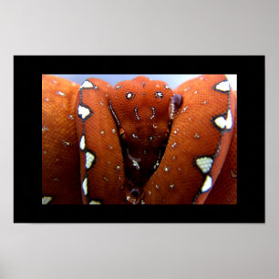 Poster Píthon verde