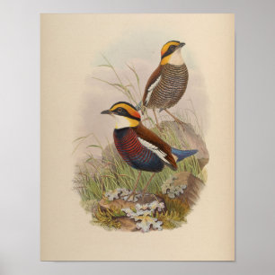 Poster Pitta de Van der Bosch por John Gould Print