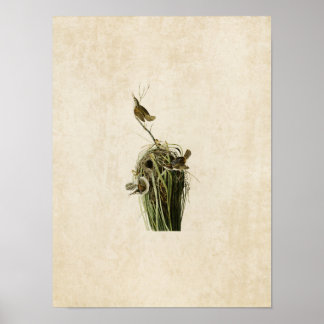 Poster Placa 100 | Marsh Wren | Aves da América