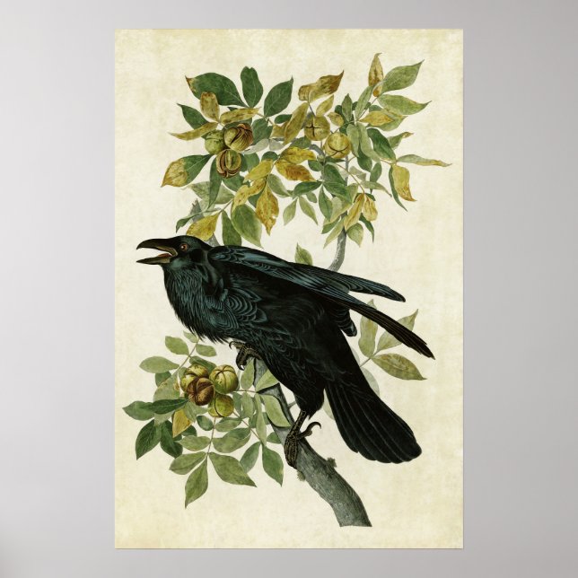 Poster Placa 101 | Raven | Aves da América (Frente)