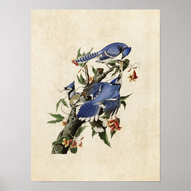 Poster Placa 102 | Blue Jay | Aves da América (Frente)