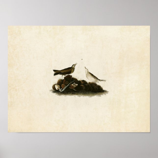 Poster Placa 10 | Titlark castanho | Aves da América (Frente)