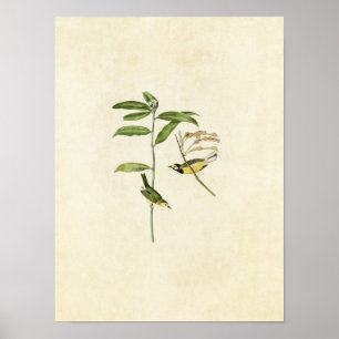 Poster Placa 110   Warbler Hooded   Aves da América