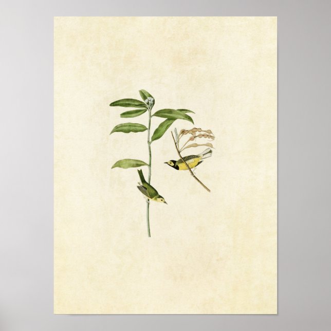 Poster Placa 110 | Warbler Hooded | Aves da América (Frente)