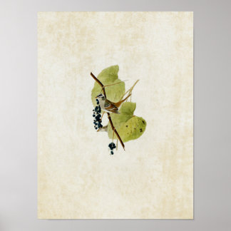 Poster Placa 114 | Espingarda branca