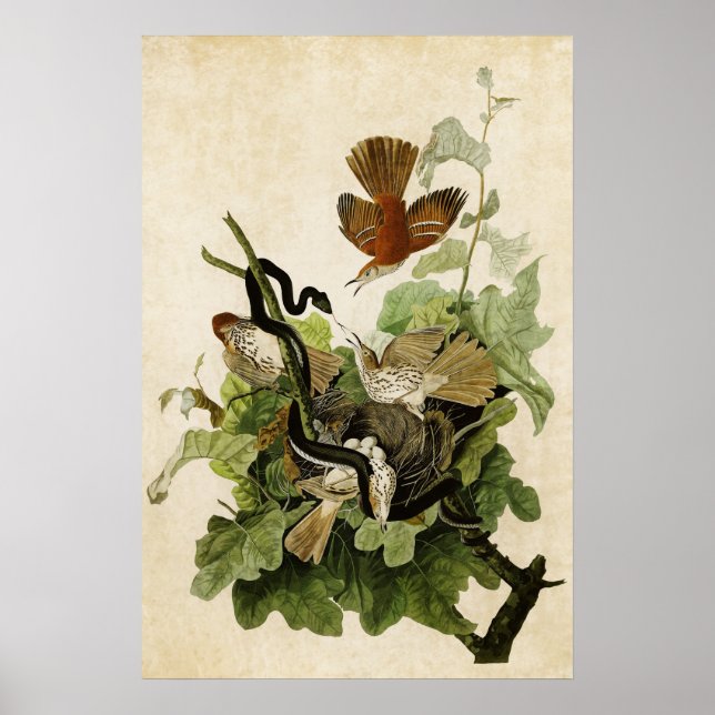 Póster Placa 116 | Turfa Ferruginosa | Aves da América (Frente)