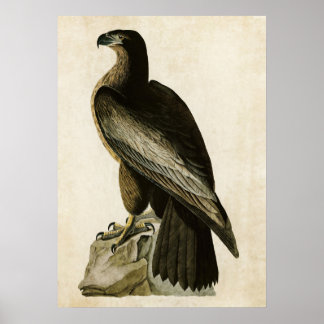 Póster Placa 11 | Ave de Washington | Aves da América