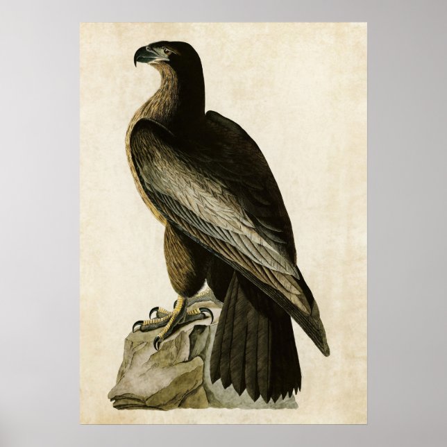 Póster Placa 11 | Ave de Washington | Aves da América (Frente)