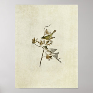 Póster Placa 120 | Pêssego | Aves da América