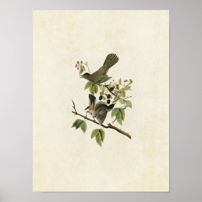 Póster Placa 128 | Caprino | Aves da América (Frente)