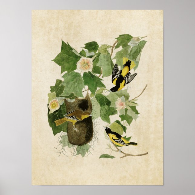 Poster Placa 12 | Baltimore Oriole | Aves da América (Frente)