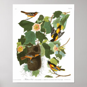 Póster Placa 12 Baltimore Oriole de Audubon