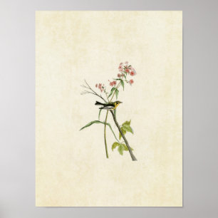 Póster Placa 135 Blackburnian Warbler