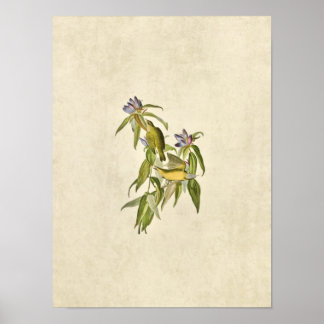 Póster Placa 138 | Warbler de Connecticut | Aves da Améri
