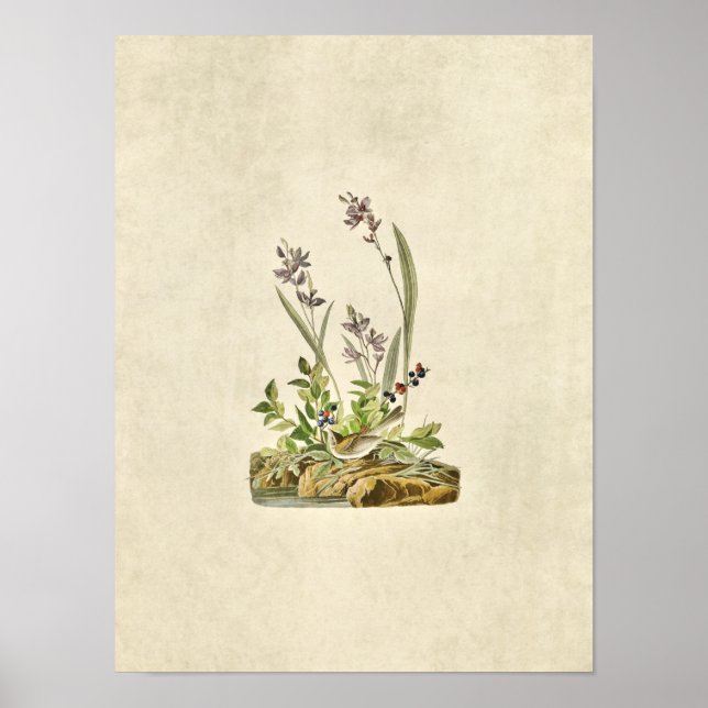 Póster Placa 139 | Sparrow de Campo | Aves da América (Frente)
