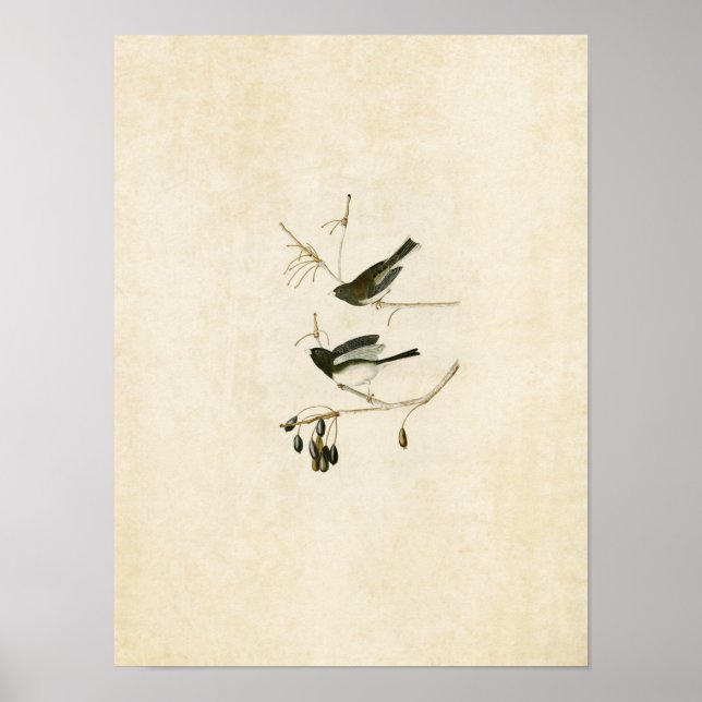 Póster Placa 13 | Pássaro de Neve | Aves da América (Frente)