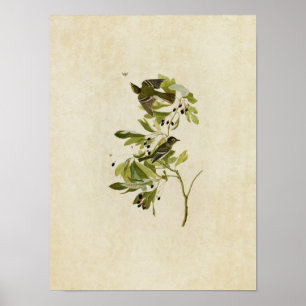 Poster Placa 144   Pequena Flycatcher Deitada Verde