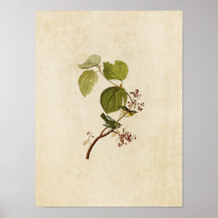 Póster Placa 148   Pinheiros   Aves da América