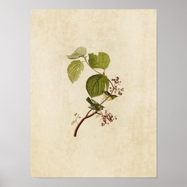 Póster Placa 148 | Pinheiros | Aves da América (Frente)