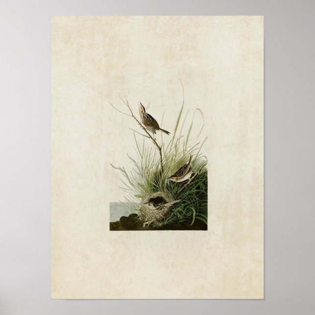 Poster Placa 149 | Finch De Altura Nítida | Aves da Améri (Frente)