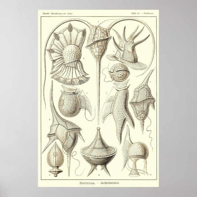 Poster Placa 14 Peridinea (Frente)