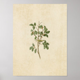 Poster Placa 154   Tennessee Warbler   Aves da América