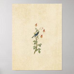 Póster Placa 155 Blue Warbler com Throated Preto