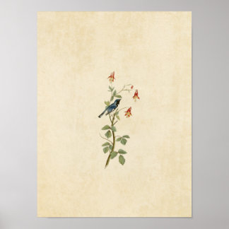 Póster Placa 155 | Blue Warbler com Throated Preto