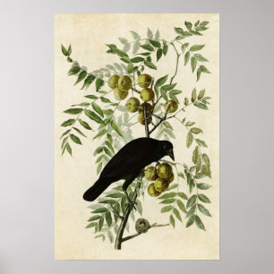 Póster Placa 156 Coroa Americana Aves da América