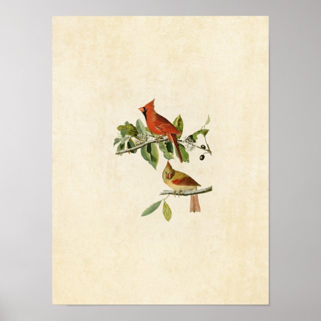 Poster Placa 159 | Cardinal Grosbeak | Aves da América (Frente)