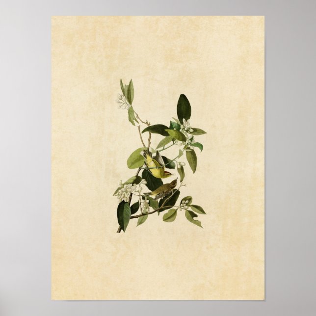 Póster Placa 163 | Palm Warbler | Aves da América (Frente)