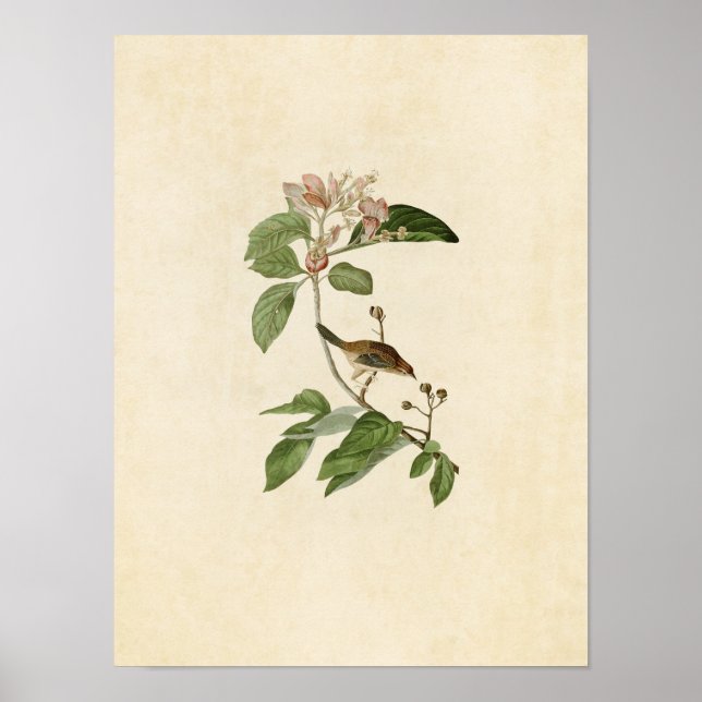 Poster Placa 165 | Cota de Bachman | Aves da América (Frente)