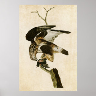 Poster Placa 166 | Falcão de Perna Bruta | Aves da Améric